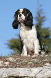CAVALIER KING CHARLES 313